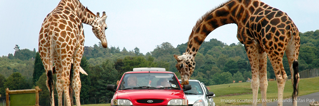 West midlands safari park: 2 giraffes with their head inside a red ford car.