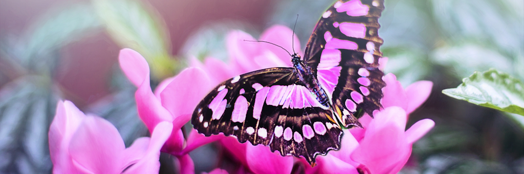 image of a pink Butterfly